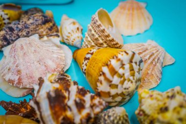 Arka plan mavi bir arka plan üzerinde deniz kabukları