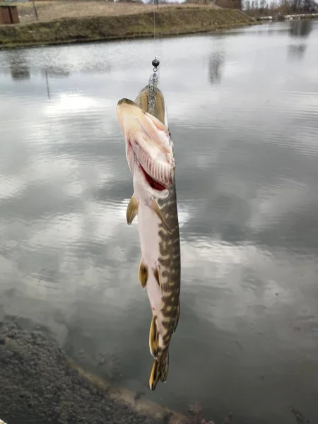 Pike Fishing Lake — Stock Photo, Image