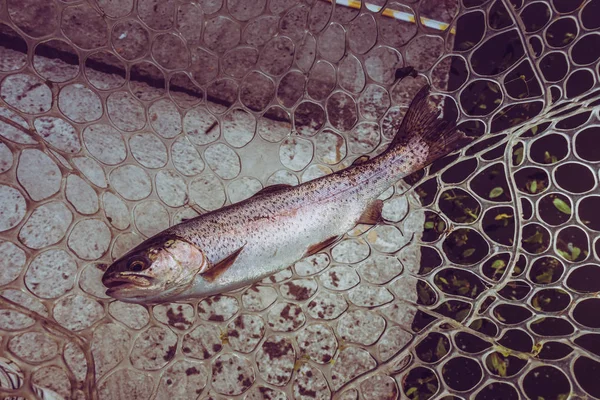 Öring fiske på sjön — Stockfoto