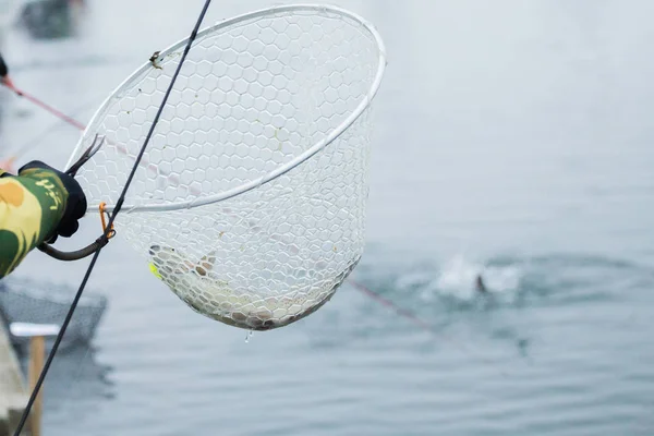 Pesca da truta no lago — Fotografia de Stock