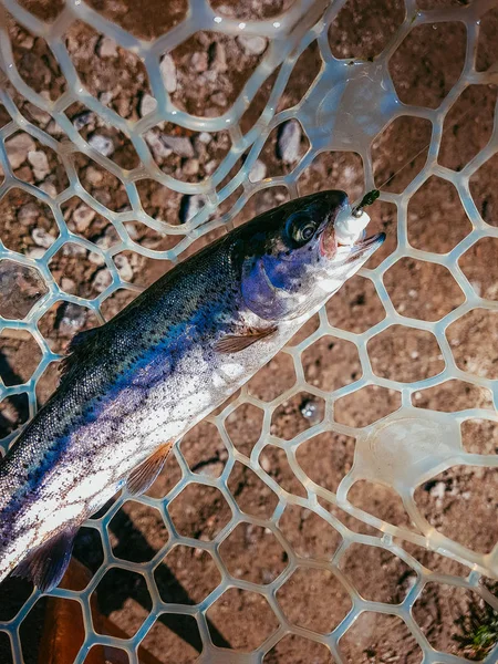 Fishing. Fisherman and trout. — Stock Photo, Image