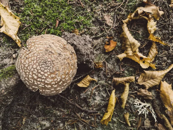 Edible fly agaric — стоковое фото