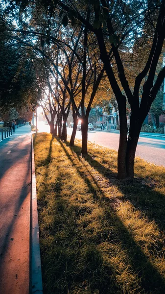 Beautiful street with trees