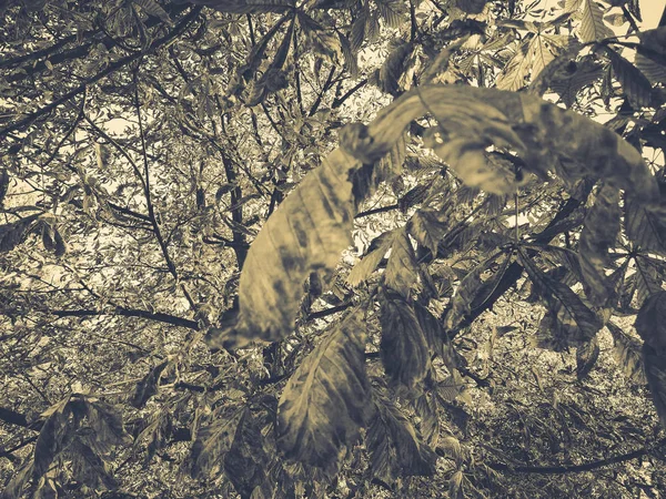 Κιτρίνισμα φύλλα καστανιάς — Φωτογραφία Αρχείου