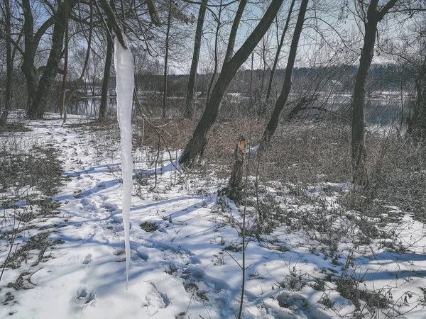 Sople na drzewo w zimie — Zdjęcie stockowe