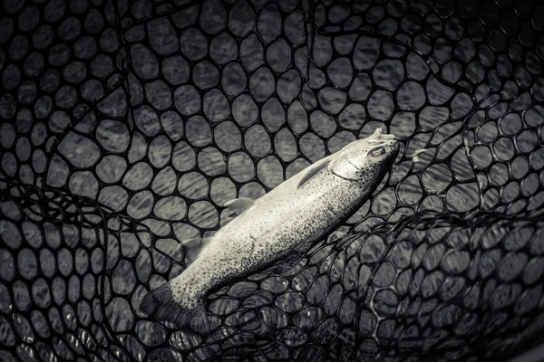 Pesca alla trota sul lago — Foto Stock