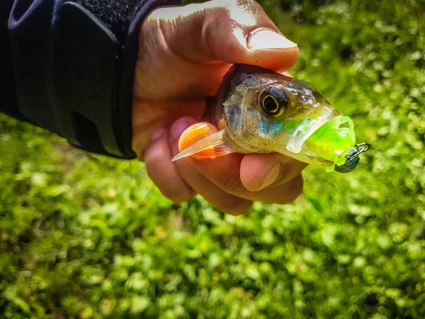 Zander pesca no rio — Fotografia de Stock