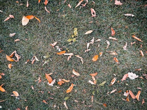 Droge bladeren op groen gras — Stockfoto