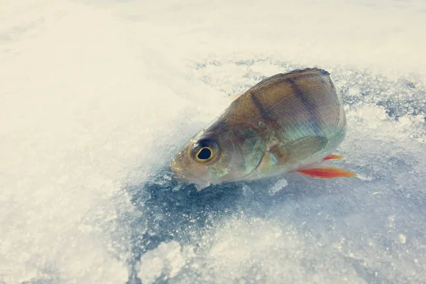 Hielo Invierno Pasatiempo Pesca — Foto de Stock