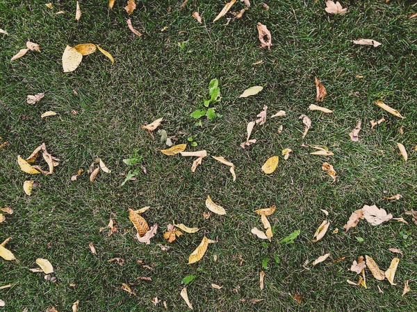 Folhas secas na grama verde — Fotografia de Stock