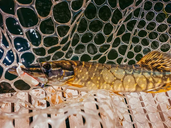 Pesca no lago — Fotografia de Stock