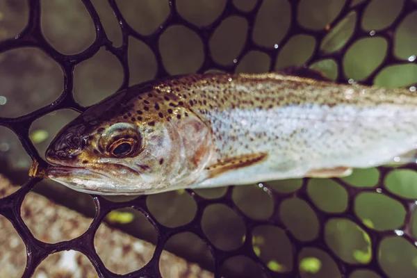 Pêche à la truite sur le lac — Photo