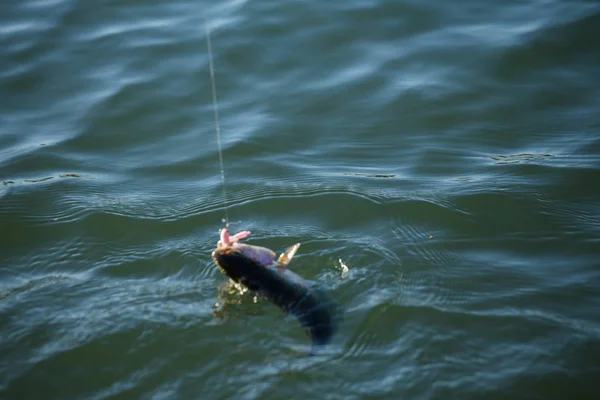 Pesca de truchas en el lago —  Fotos de Stock