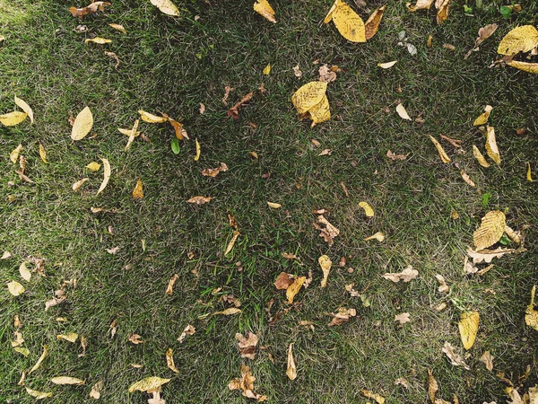 Hojas secas sobre hierba verde — Foto de Stock