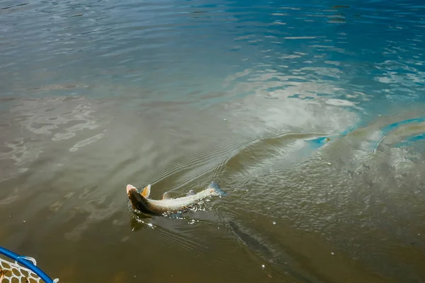 Pêche à la truite sur le lac — Photo
