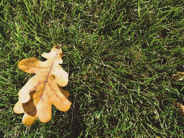 Dry leaves on green grass — Stock Photo, Image