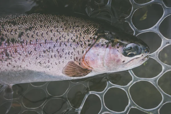 Zona Pesca Vicino Trota — Foto Stock