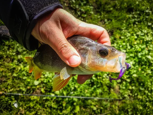 Zanderfischen auf dem Fluss — Stockfoto