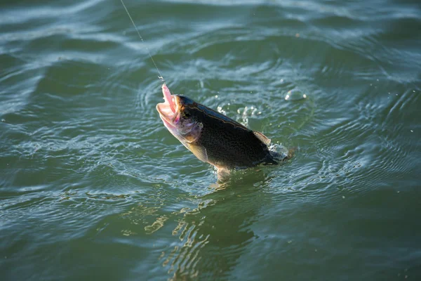 Pesca de truchas en el lago — Foto de Stock