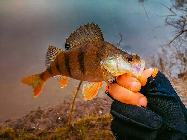 Antecedentes sobre un tema de pesca — Foto de Stock