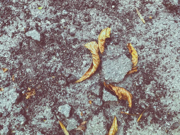 Broken asphalt with dry leaves — Stock Photo, Image