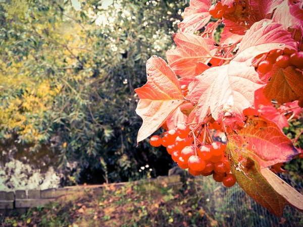 Jagody z popiołu górskiego z czerwonymi liśćmi — Zdjęcie stockowe