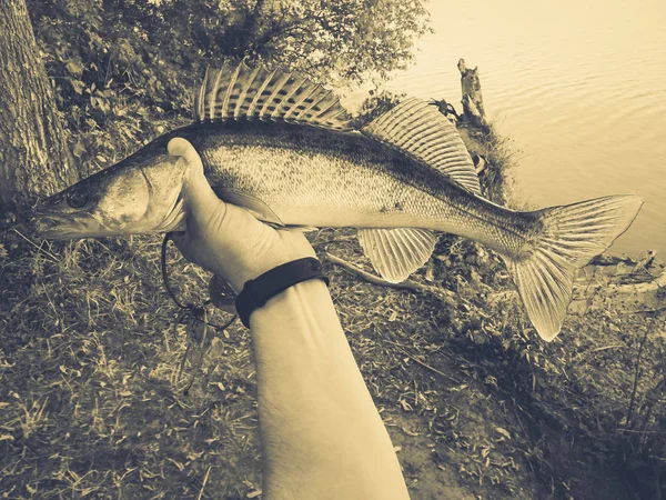Rybak trzyma rybę — Zdjęcie stockowe