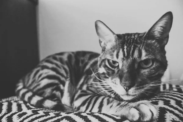 ベンガルのかわいい猫 — ストック写真