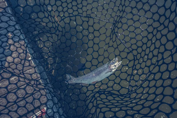 湖でのマス釣り — ストック写真