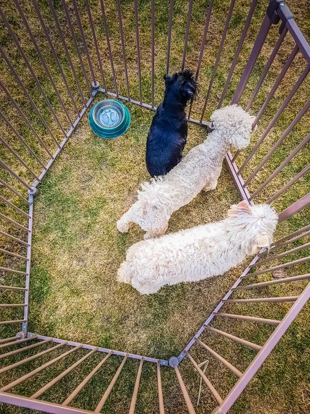 Three dogs in a cage