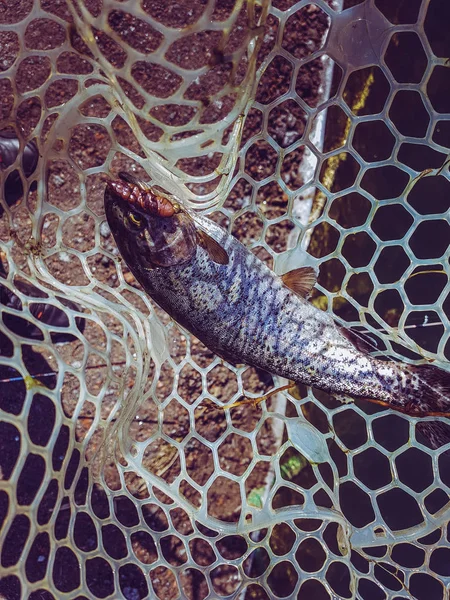 Hintergrund zu einem Fischereithema — Stockfoto