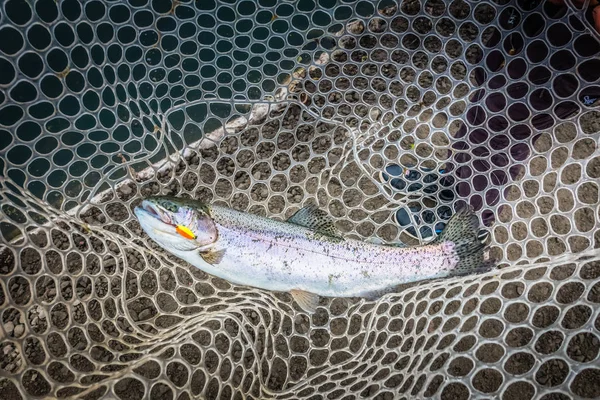 Contesto su un tema di pesca — Foto Stock