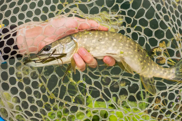 Pike fishing on the lake — Stock Photo, Image