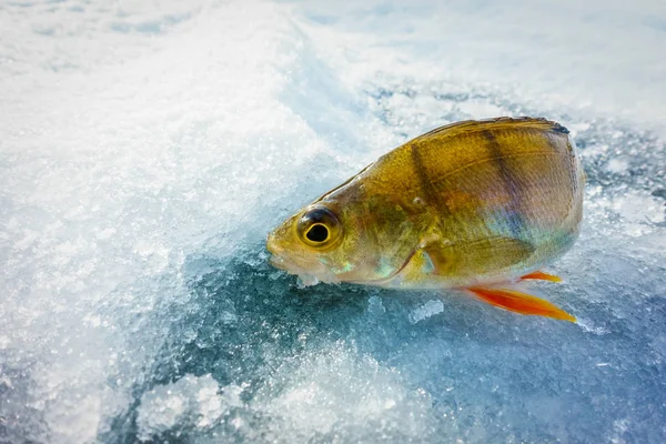 Pesca Inverno Partir Gelo — Fotografia de Stock