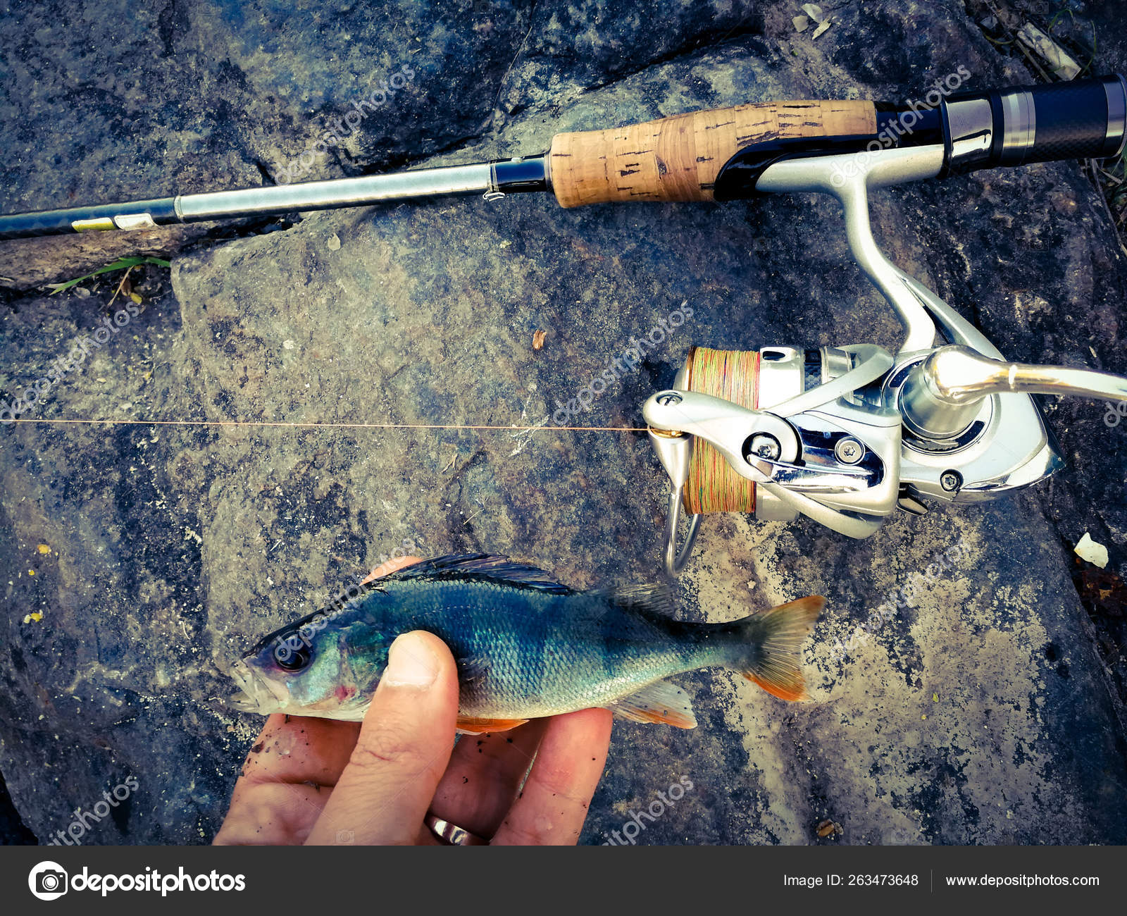 The fisherman caught a small fish for bait — Stock Photo © aallm