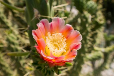 Güzel tatil beldesi. Yeşil ve çiçekler