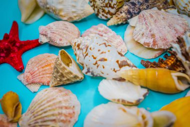 Arka plan mavi bir arka plan üzerinde deniz kabukları