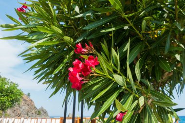 Muhteşem sahil resort manzaralar