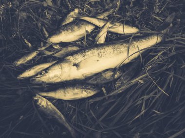 Çimenlerde balık yakaladım.