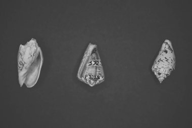 Mavi arka planda deniz kabukları