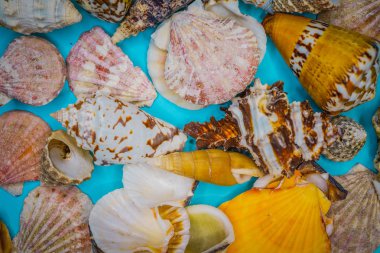 Mavi arka planda deniz kabukları