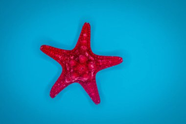 Mavi arka planda deniz kabukları