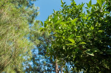 Muhteşem sahil resort manzaralar