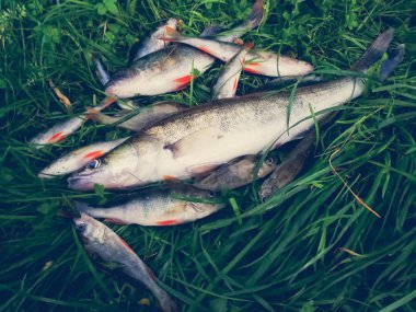 Çimenlerde balık yakaladım.