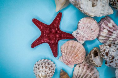 Mavi arka planda deniz kabukları