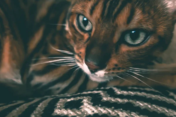 Niedliche Katze Von Bengal — Stockfoto