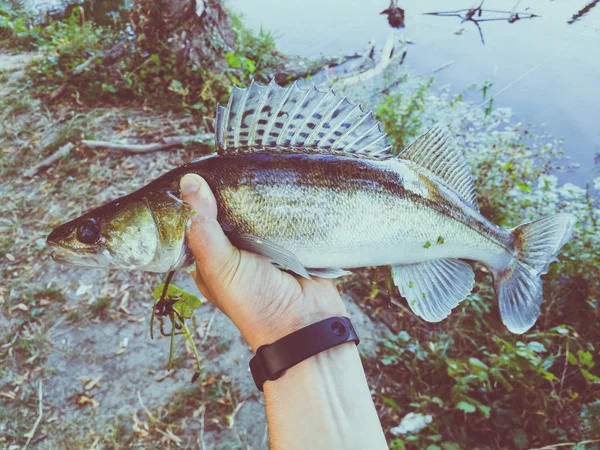 Fiskaren håller en fisk — Stockfoto