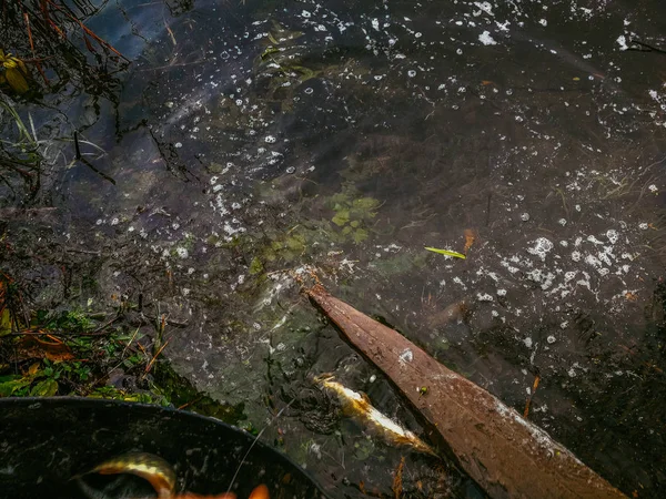 Antecedentes sobre un tema de pesca —  Fotos de Stock