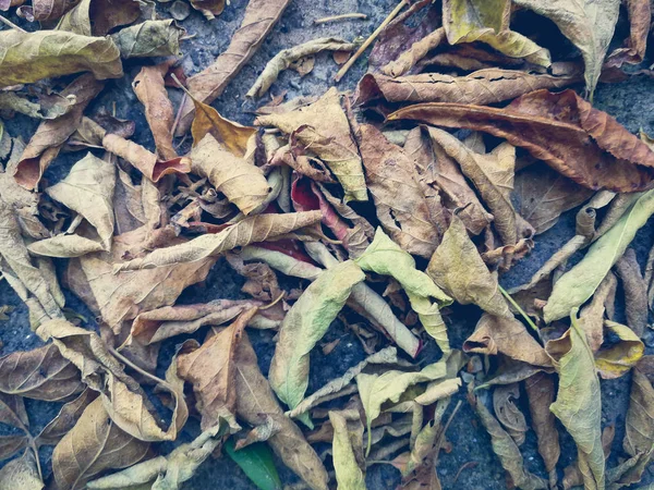 Dry leaves on asphalt — Stock Photo, Image