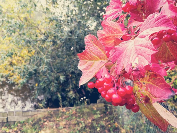 Beeren der Eberesche mit roten Blättern — Stockfoto